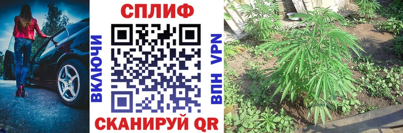 где купить наркоту  Павлово  Бошки марихуана сатива 